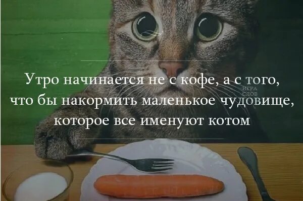 Пришел покормить кота а тут клининг. Уьрг начинается не с кофе. утро начинается не с кофе а с кота. утро начинается начинается с кофе. уьр настнаеься с клрмещки кота.