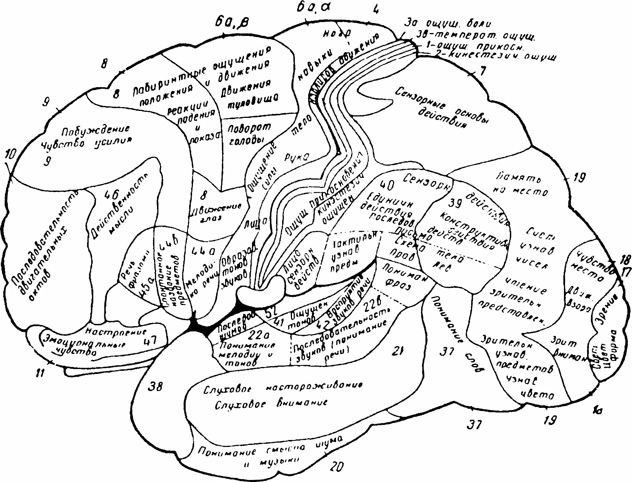 Функциональная карта мозга Лурия. Корковые поля головного мозга Лурия. Функциональная карта коры головного мозга. Локализация высших мозговых функций в коре головного мозга. История высших психических функций