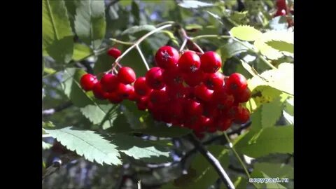 Уральская рябинушка