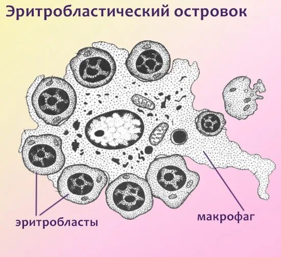 Эритробластические островки красный костный мозг. Эритробластический островок гистология. Макрофаг строение схема. Иммунные клетки макрофаги