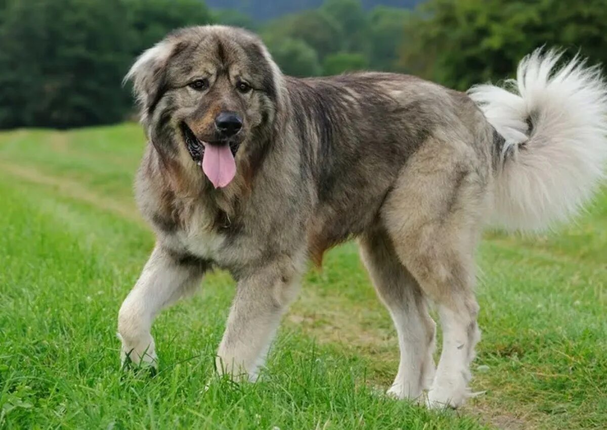 Порода аляскинский маламут. Аляскинский маламут. Шотландская овчарка (колли). Порода собак 5 б. Паппи порода собак.