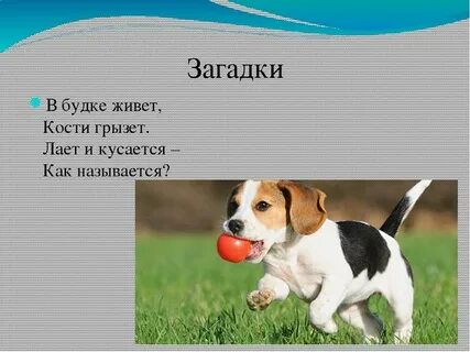 Щенок громко косточку грызет рифма