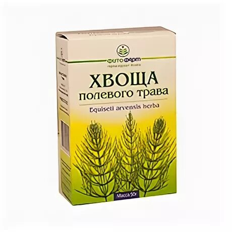 Хвощ полевой лечебные свойства и применение