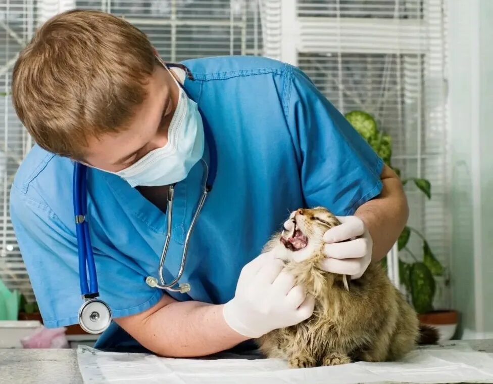 Как правильно ветеринар. Ветеринар с собакой. Как правильно ветеринар. Заболевания жкт у животных. Щенок у ветеринара.