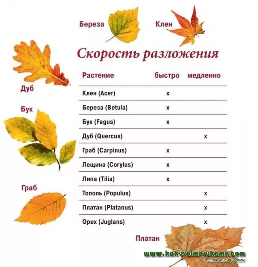 Разложение листьев. Листья клена в компост. Сколько перегнивает листва. Срок разложения листьев.