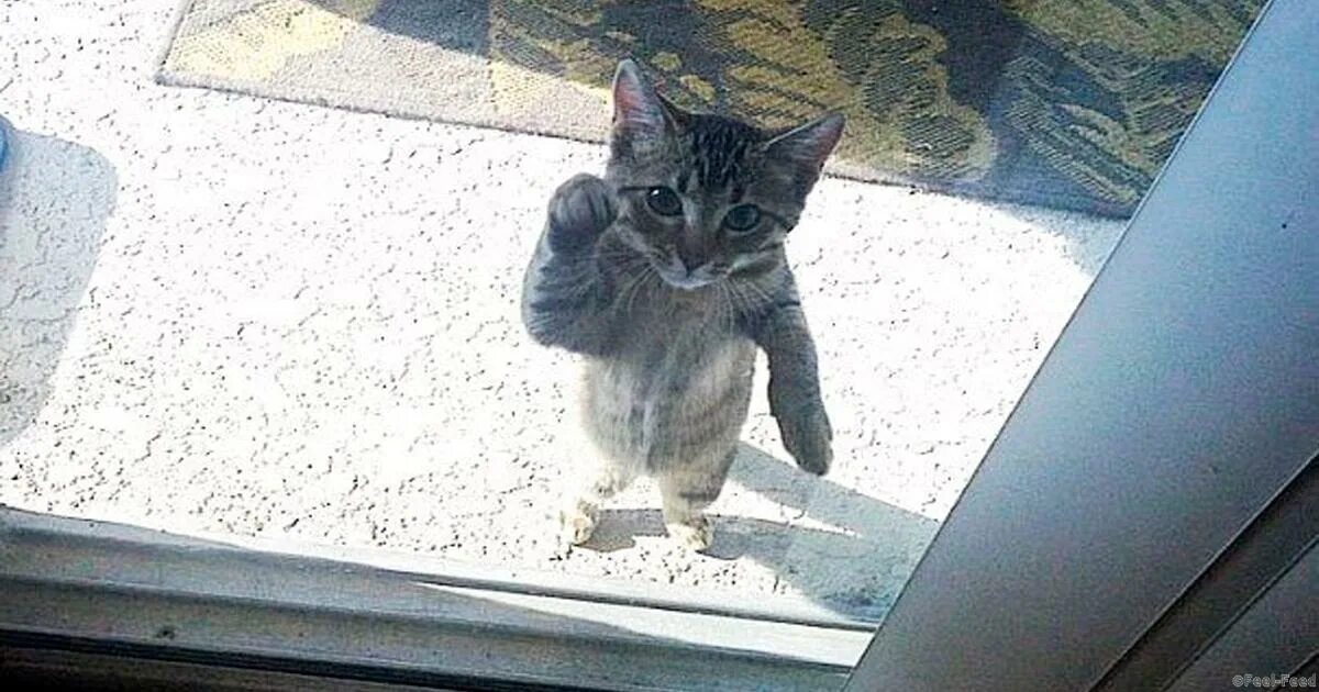 Кот просится домой. Кот за дверью. Кот стучится в окно. Кот зимой. Кот ждет.
