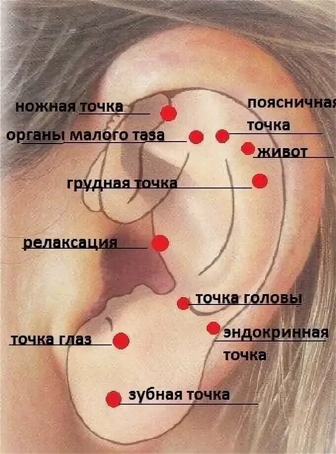 Точки на ушах. Точки на ушной раковине. Массажные точки на ушной раковине.