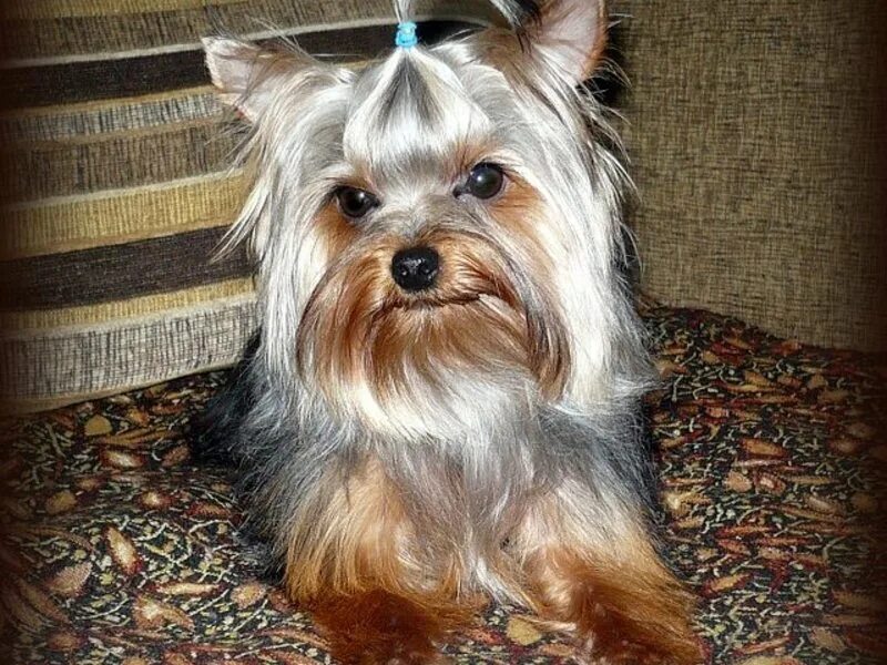 Йоркширский терьер ркф. Йоркширский терьер ркф. Бивер терьер стандарт ркф. Йорк терьер щенок. Стандарт породы бивер йорк ркф.