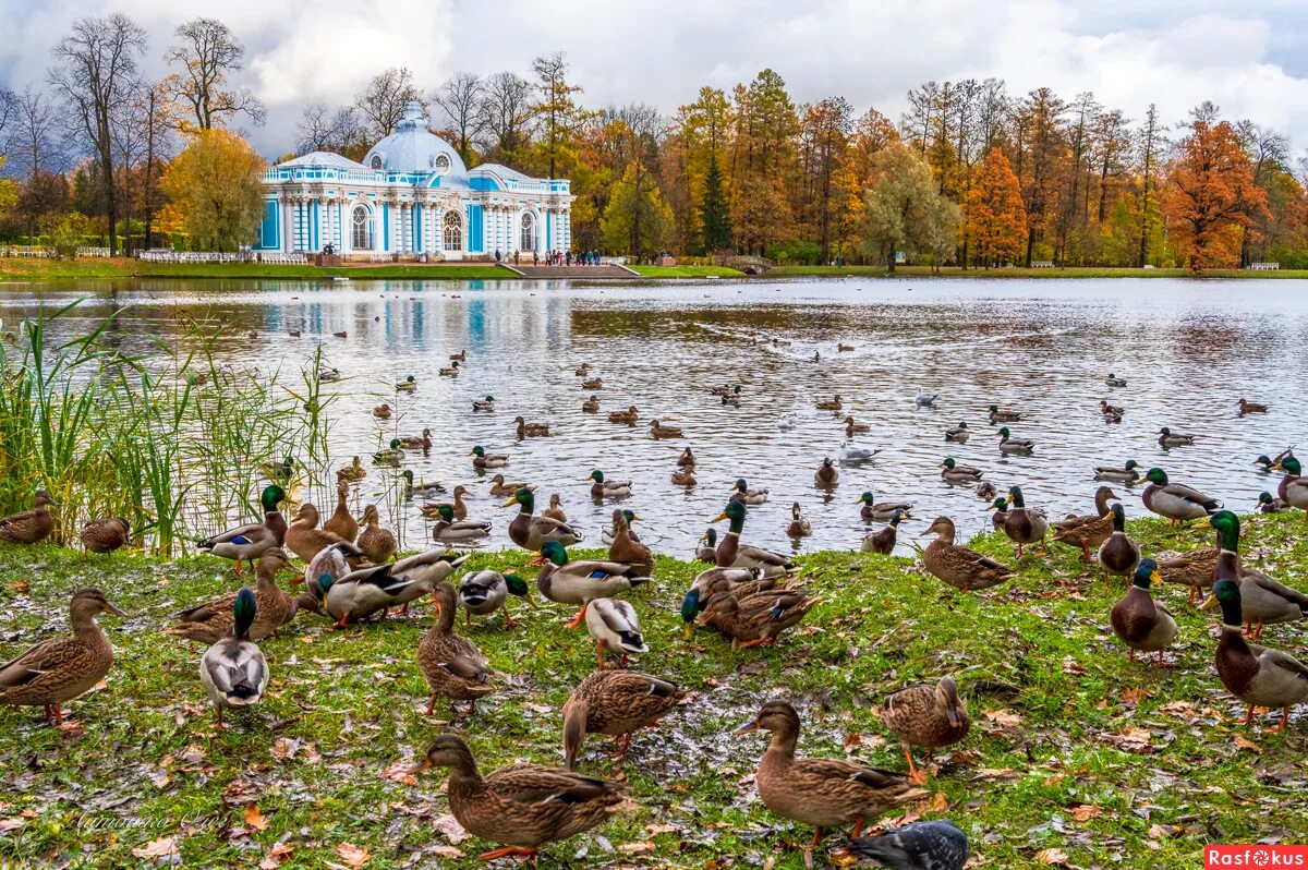 Жить в городе пушкин. Жить в городе пушкин