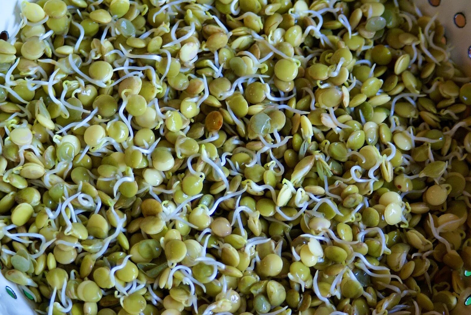 Пророщенные семена чечевицы. Пророщенный зеленый чечевица. Проростки чечевицы. Чечевица зеленая пророщенная. Пророщенные семена чечевицы.