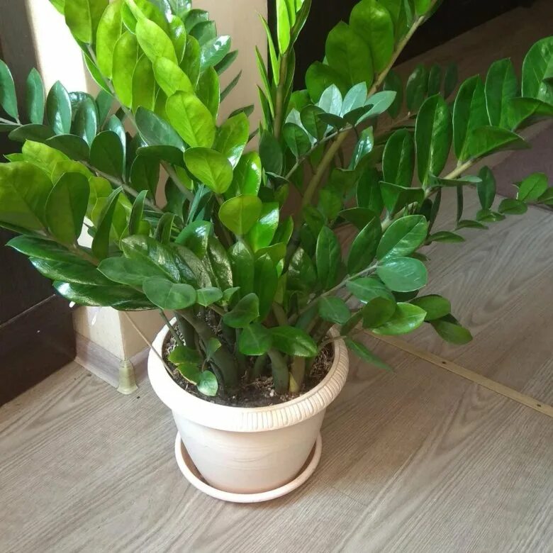 Денежный цветок замиокулькас. Замиокулькас авито. Замиокулькас бонсай. Замиокулькас круглолистный. Замиокулькас замиевидный.