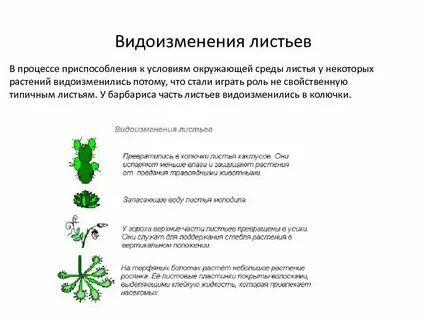 Видоизменение органа листа