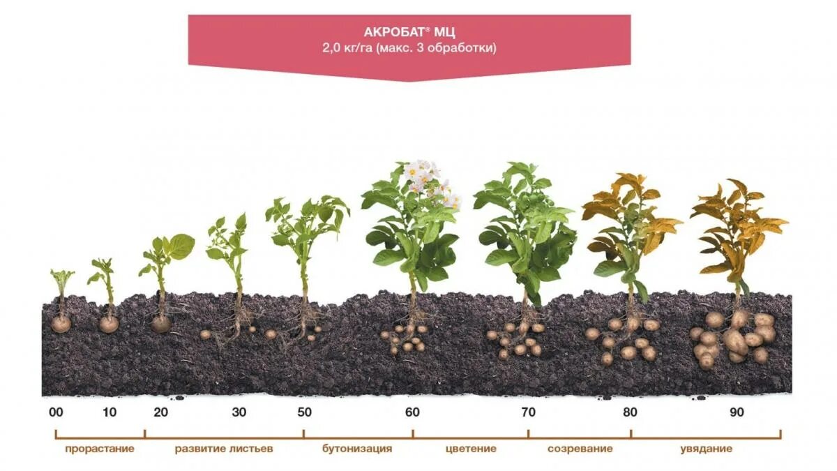 Вегетационный период картофеля. Фазы вегетации картофеля. Фазы развития картофеля. Этапы роста картошки. Сколько дней растут цветы