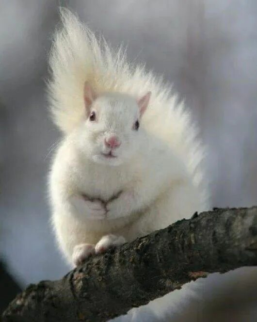 Белая белка фото White beauty! !! Albino animals, Cute squirrel, Animals wild