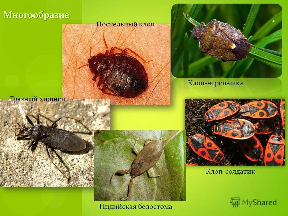 полужесткокрылые представители таблица. отряд полужесткокрылые клопы. представители полужесткокрылых клопов. полужесткокрылые насекомые представители. примеры клопов насекомых.