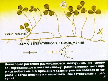 Квадроберы это кто простыми словами кратко