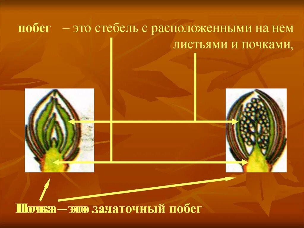 Зачаточный побег это в биологии 6 класс. Строение зачаточного побега. Почка это зачаточный побег. Строение вегетативной почки растения.