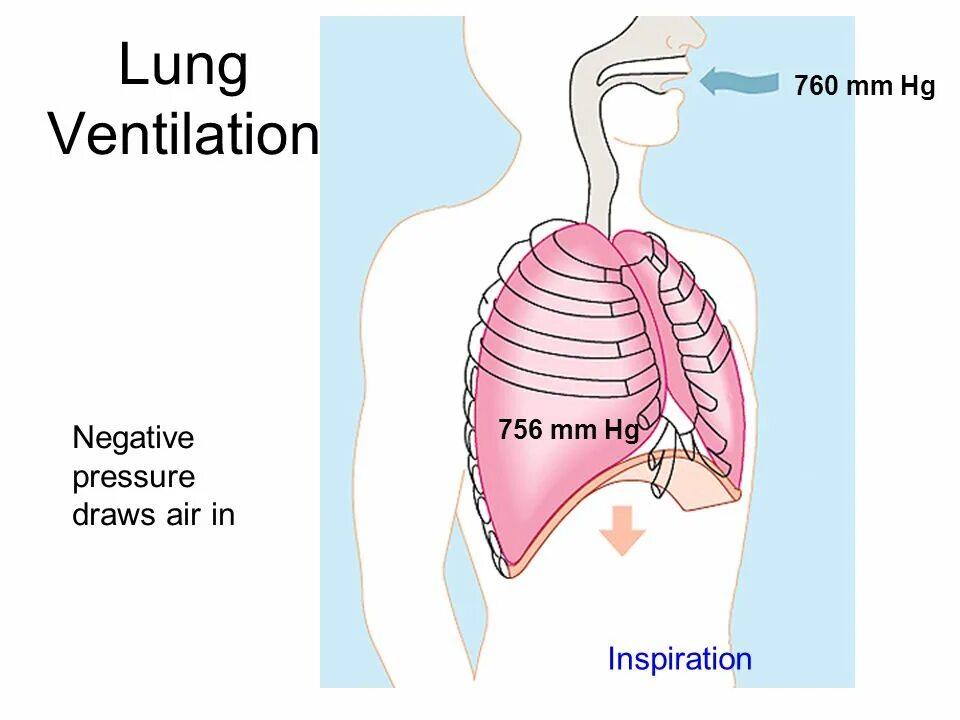 Пение диафрагмой. Ventilation Systems lung. Ventilation in lungs. Диафрагма в вокале.