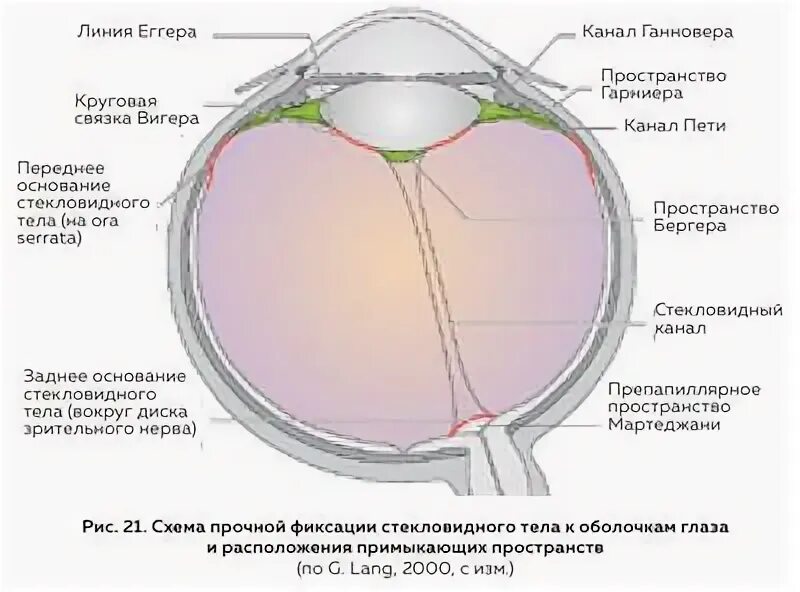 Расположение структур в оптической системе глаза Глазами не является их