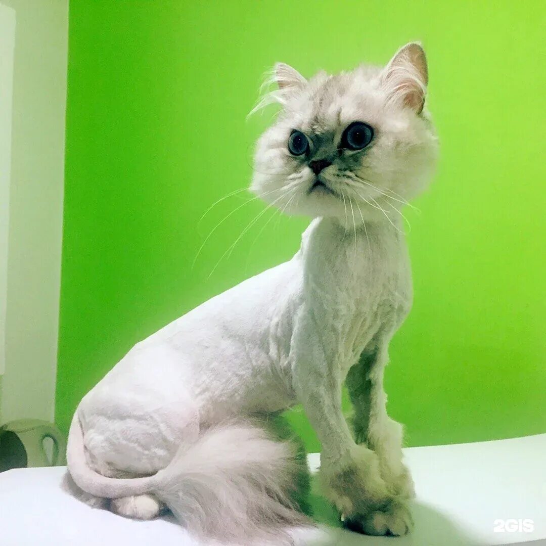 Стрижка короткошерстных кошек. Стриженные кошки. Стрижка короткошерстных кошек. Подстриженный кот. Стрижка кошечка.
