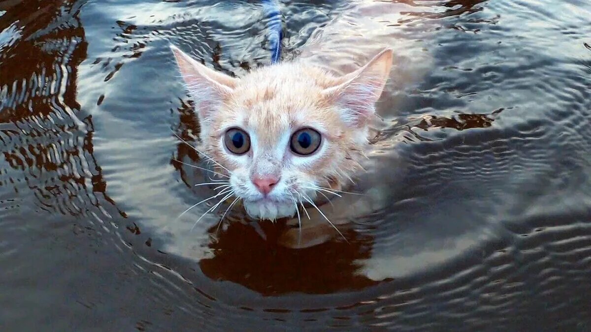 Жил на свете котенок. Кошка в воде. Котенок плавает. Кот плывёт в воде. Кошка плавает в воде.