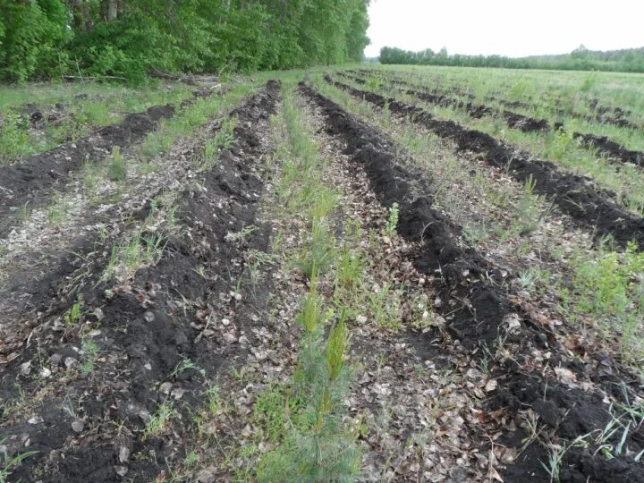 Инвентаризация лесных культур. Приживаемость лесных культур. Подготовка почвы под Лесные культуры. Лесные культуры сосны.