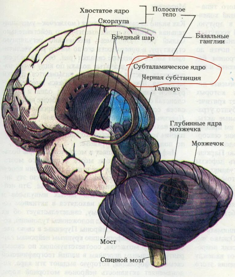 Базальные ганглии мозга. Базальные ганглии головного мозга. Базальные ганглии головного мозга анатомия. Бледный шар скорлупа хвостатое ядро. Хвостатое ядро в базальных ганглиях.