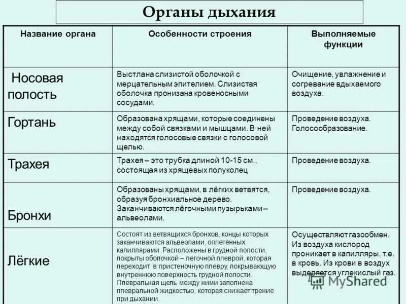 Группа органов выполняющих общую функцию. Органы дыхания человека особенности строения и функции таблица. строение и функции органов дыхания таблица 8 класс биология. строение и функции органов дыхания таблица 8 класс. строение и функции отделов дыхательной системы таблица.