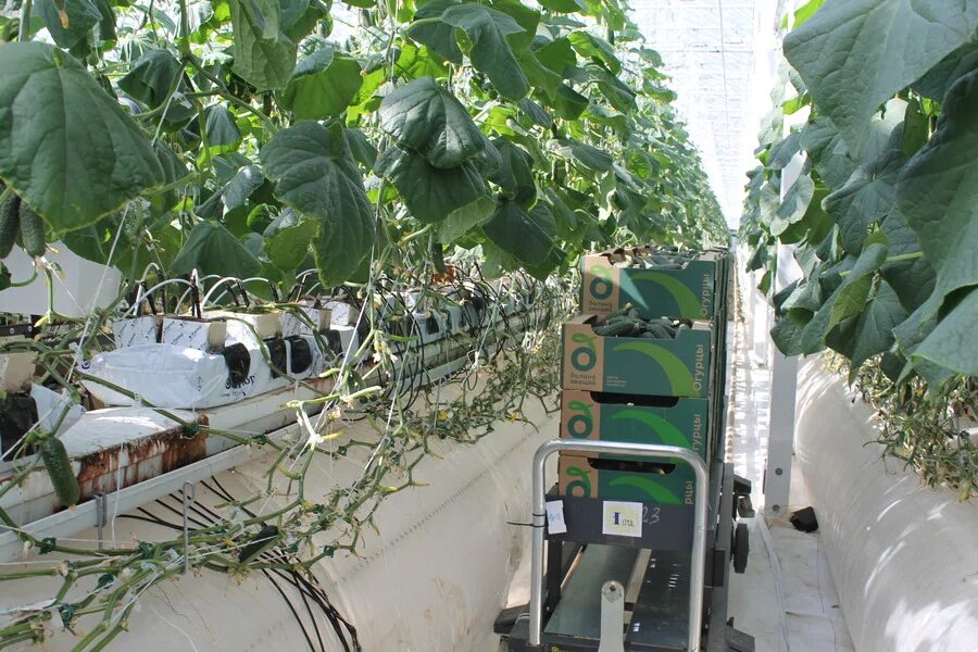 Елецкие теплицы. Домик в теплице. Тепличный комбинат елецкие овощи. Тепличный комплекс в липецкой области. Тепличный комплекс елец.