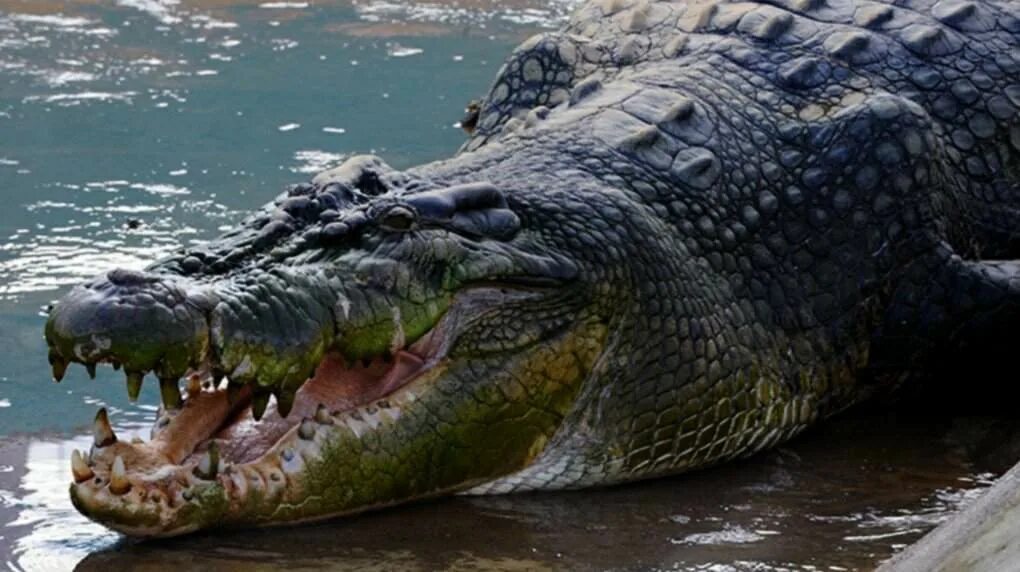 Пожары в австралии 2020. Статистика нападения животных. Статистика смертей от животных в мире. Охотник на черепах энимал планет. Сколько людей погибает от акул в год.