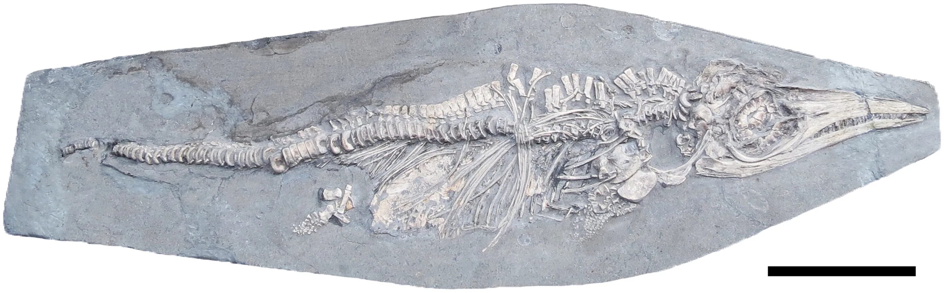 Скелет ихтиозавра на острове русском. Кто первым нашел кости ихтиозавра древнего. Кости ихтиозавра. Скелет ихтиозавра. Ichthyosaur fossil.