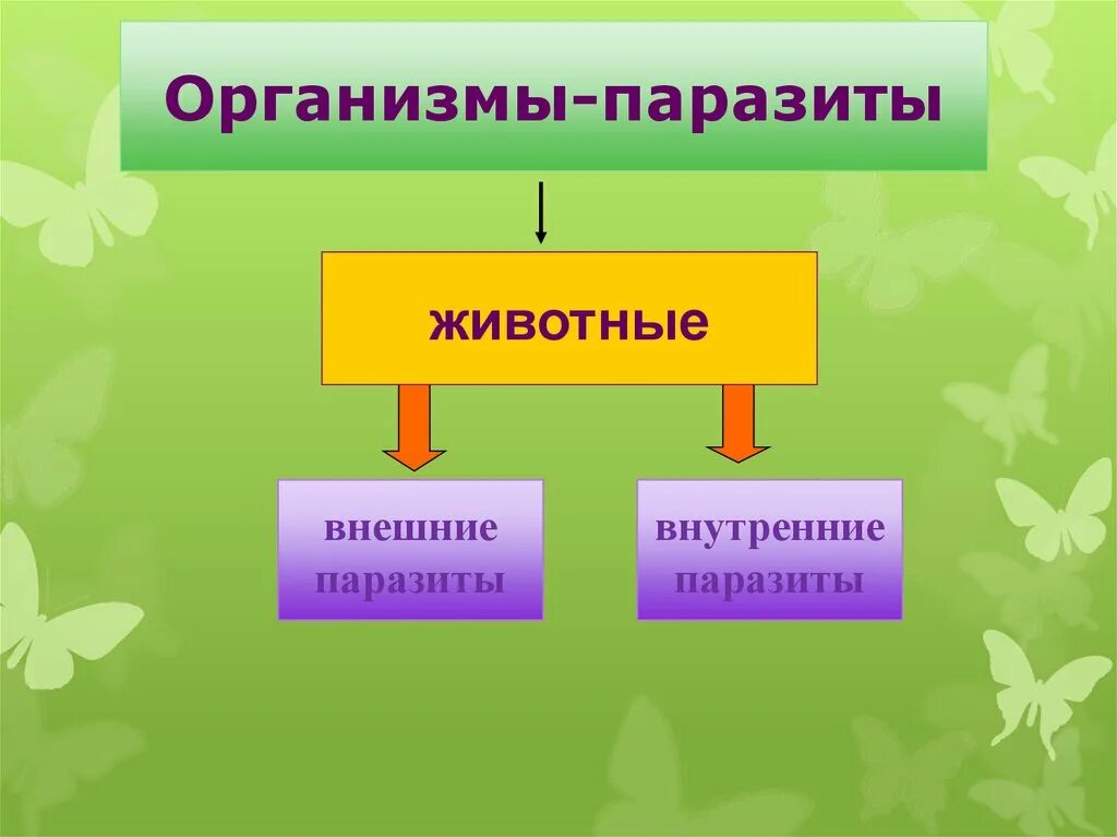 Презентация организменная среда 5 класс. Внешние и внутренние паразиты. Обитатели организменной среды. Организменная среда. Организменные растения названия.