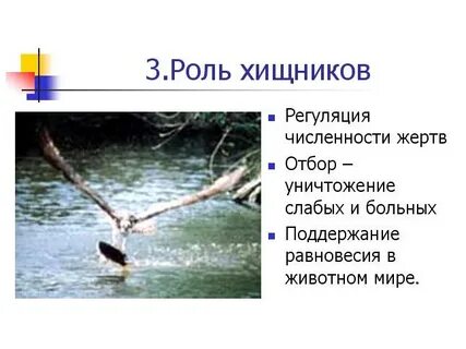 Роль хищных в природе