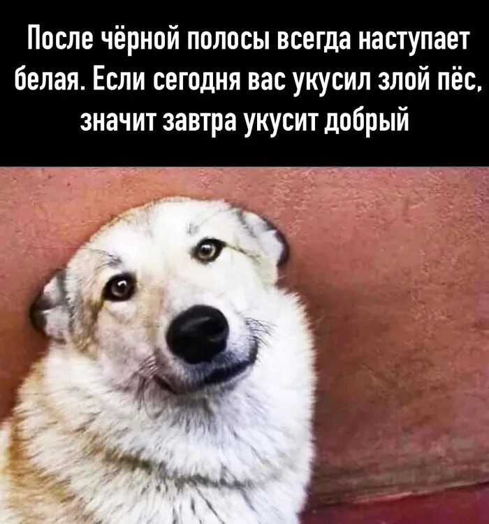 Что нибудь собаке