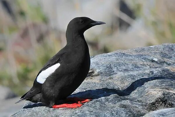 Атлантический чистик. Полярный чистик. Кандалакшский заповедник гагарка. Балтийский чистик. Морской чистик.