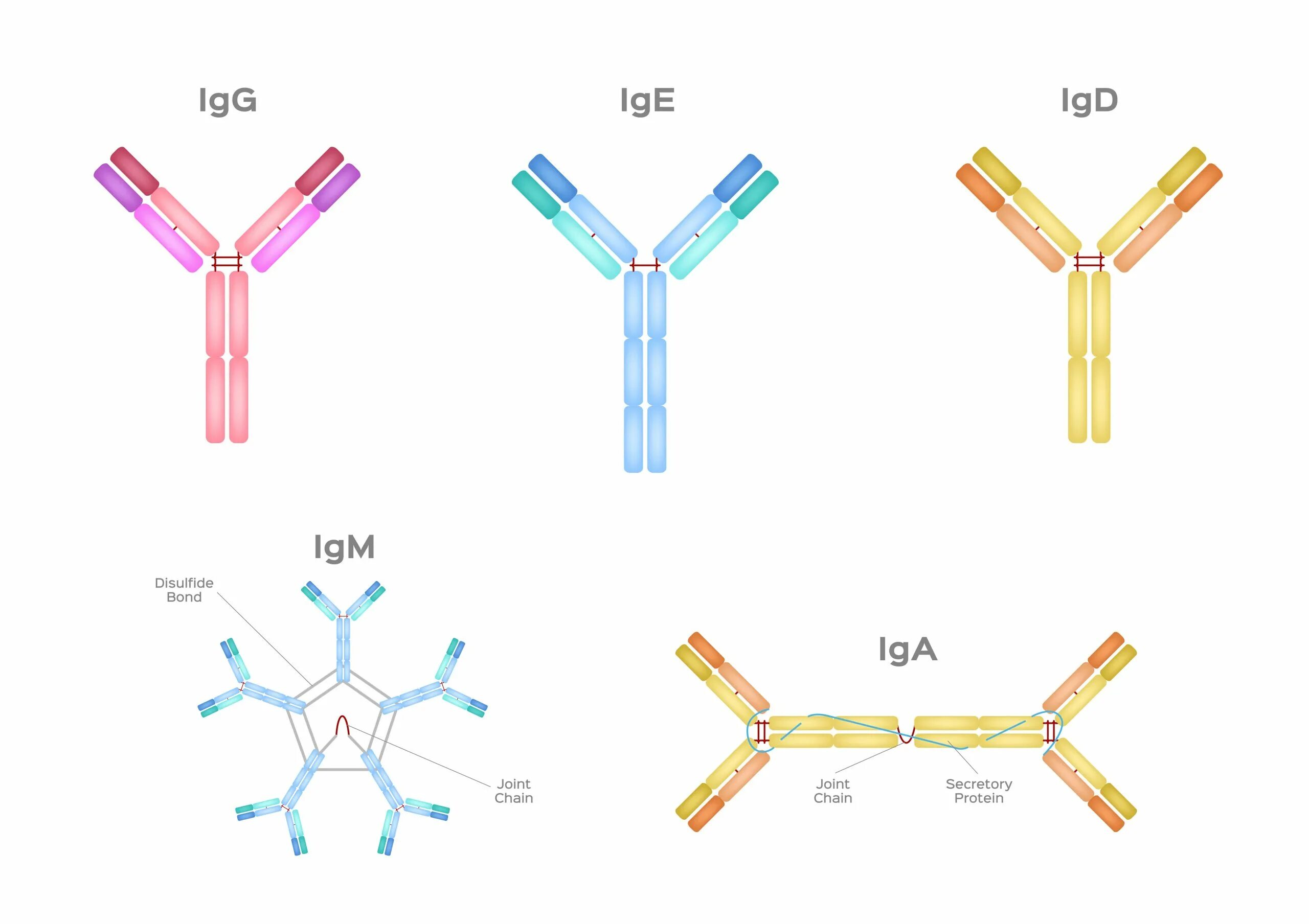IGM иммуноглобулин. IGG антитела схема. Иммуноглобулин m structure. Иммуноглобулин g1 строение.