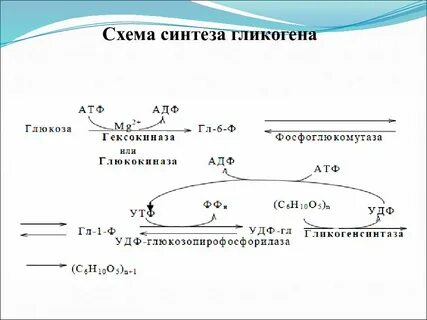Атф и гликоген