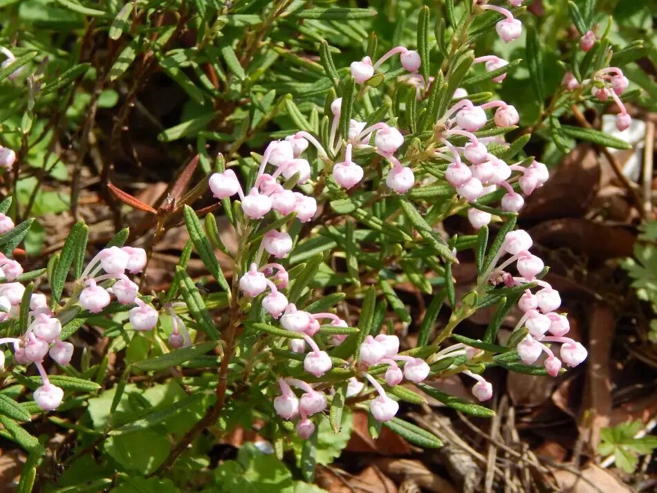 Растение андромеда 6. Подбел многолистный компакта. andromeda polifolia compacta подбел многолистный компакта. андромеда подбел многолистный. подбел многолистный (andromeda polifolia).