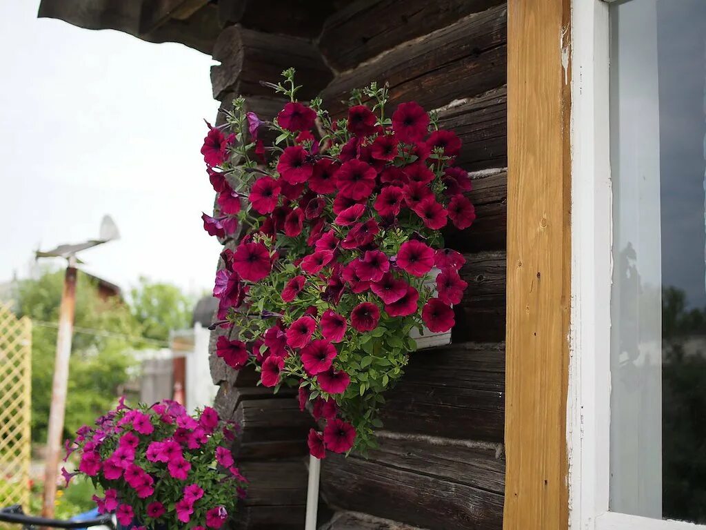 Петуния грандифлора тритуния блю. Петуния ramblin burgundy chrome. Петуния бургунди фото. Петуния грандифлора суперкаскад бургунди. Петуния бургунди фото.