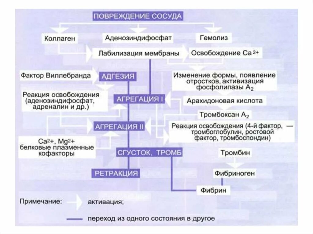 Патофизиология гемостаза