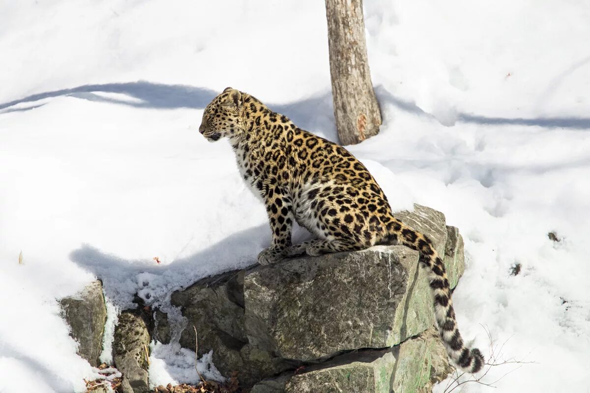 снежный барс дальневосточный леопард. снежный барс фото. леопард уссурийской тайги. дальневосточный приамурский леопард. барс баксан.