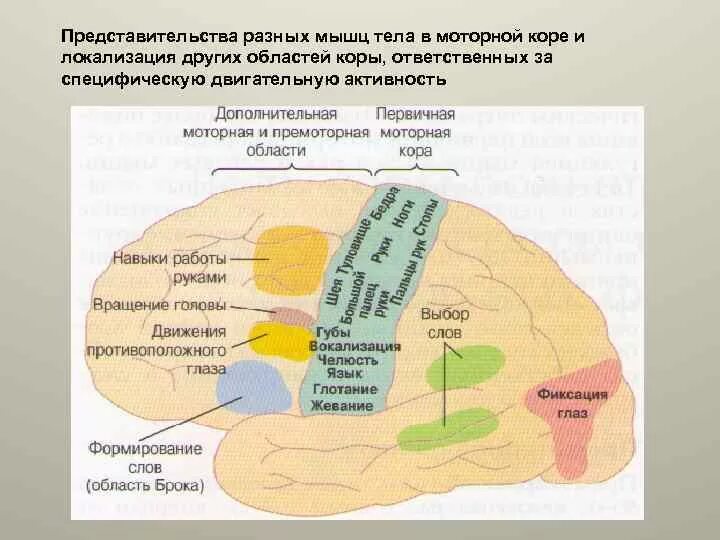 Представительство в коре. Премоторная область головного мозга. Премоторная зона коры головного.
