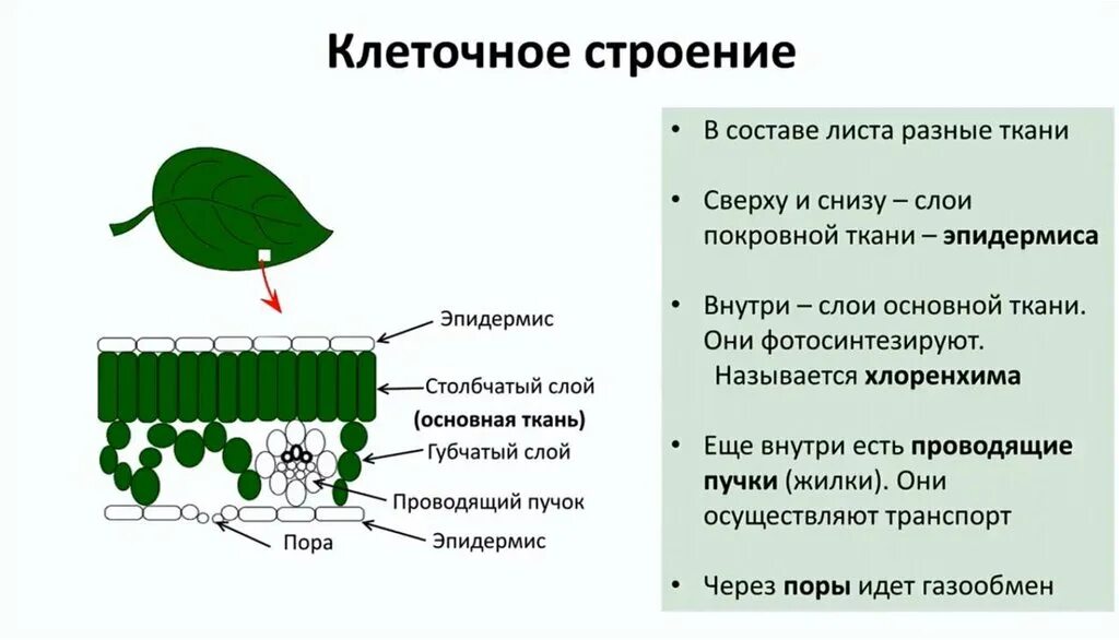 Клетчатое строение листа таблица - TouristMaps.ru