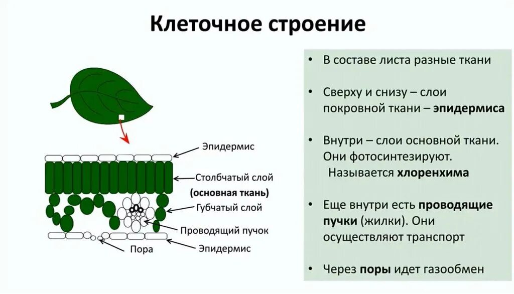 Биология 6 класс функция листьев. Строение и функции клеток листа. Внутреннее строение листа функции. Клеточное строение листовой пластинки. Ткани листа таблица 6 класс.