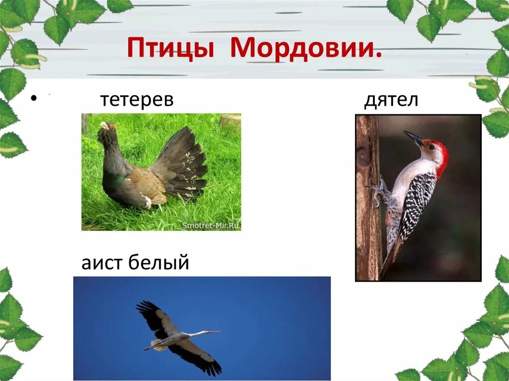 Проект разнообразие природы родного края мордовия. Птицы мордовии. разнообразие природы мордовии. животный мир мордовии. разнообразие природы родного края птицы.