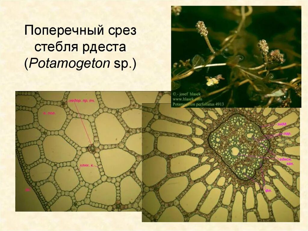 Поперечный срез стебля рдеста. Поперечный срез стебля рдесоп. Строение стебля рдеста. Поперечный срез рдеста. Листья запасающие воду