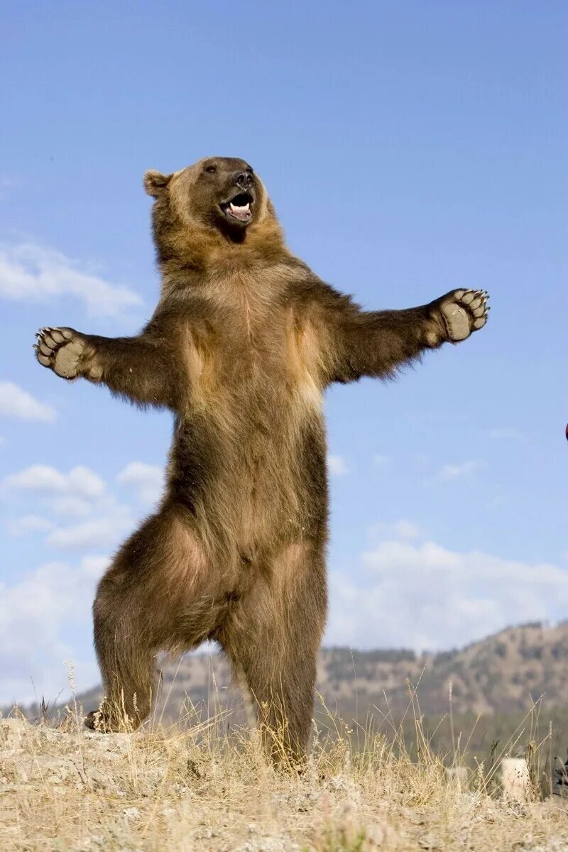 Где медведь танцует. Медведь танцует. Танцующий мишка. Медвежонок танцует. Мишка танцует.
