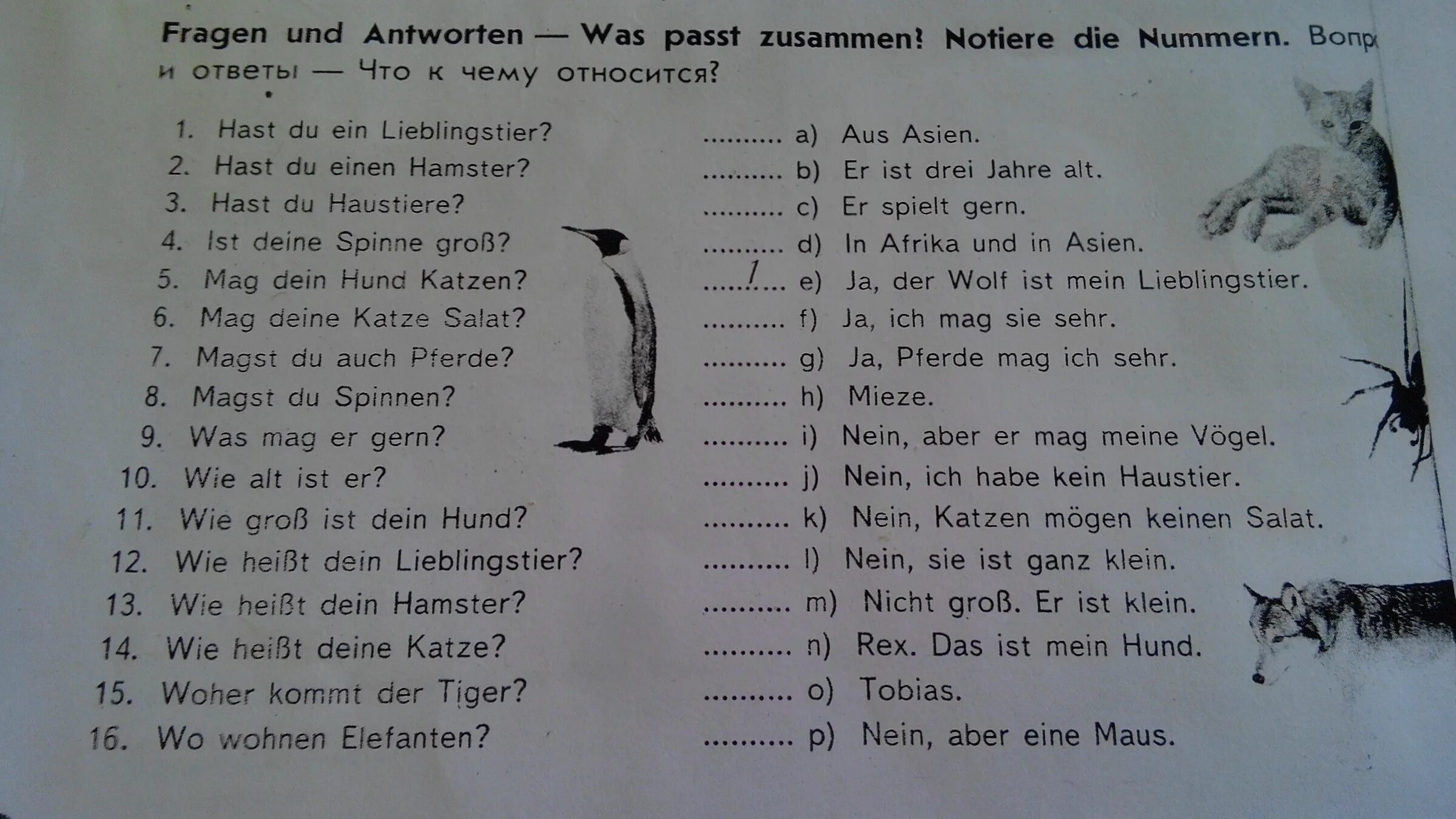 Вопросы другу. Ответы на вопросы немецкий язык hast du ein Haustier. Was passt zusammen немецкий язык 7. Hast du ein Lieblingstier ответы.
