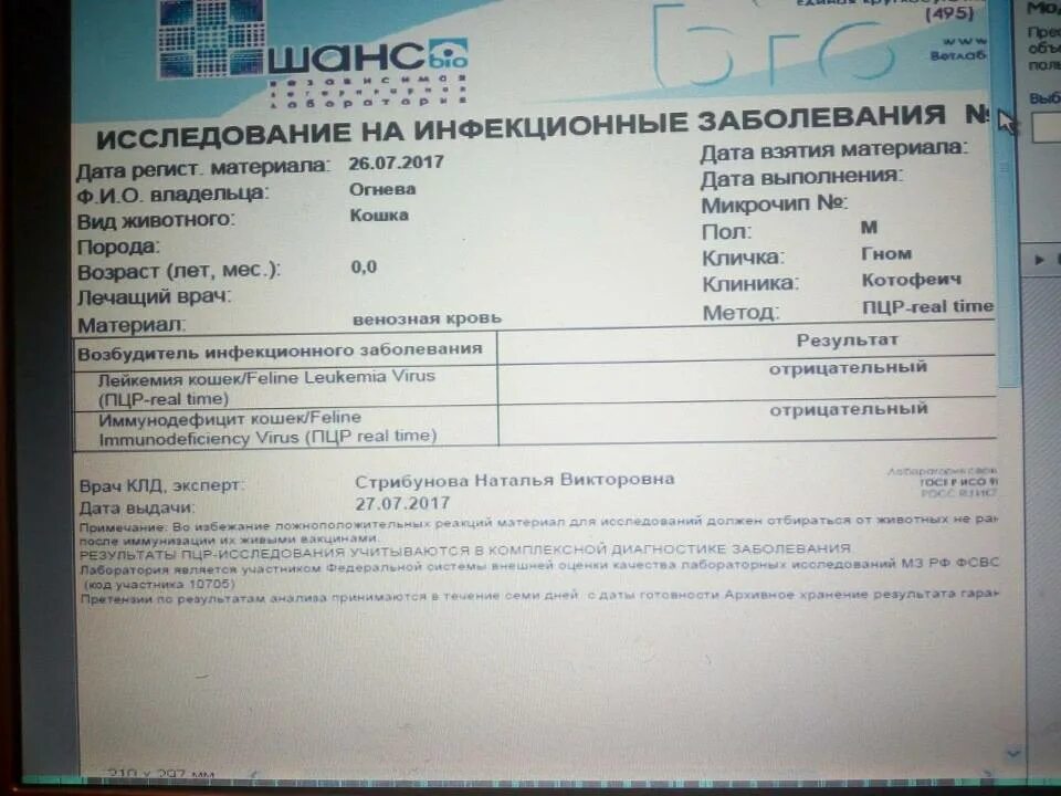Иммунодефицит кошек передается человеку. Пцр на лейкоз у кошек. вирусная лейкемия кошек анализ. анализ на коронавирус у кошек.