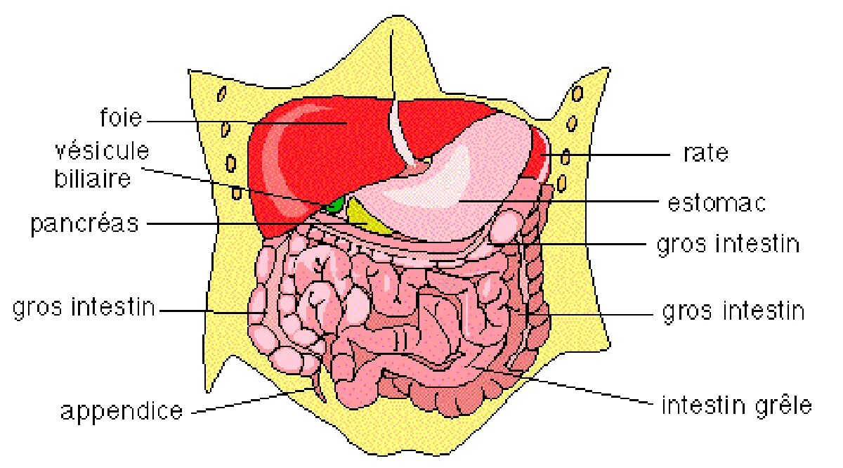 Селезенка анатомия. Кровоснабжение селезенки анатомия. Селезенка. Anatomie d'une chute opening scene music. Система лимфатической системы.